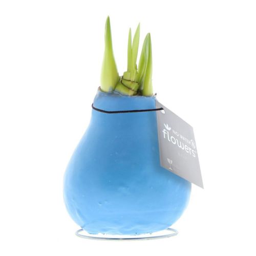 Amaryllis bulb in gift box - Image 4